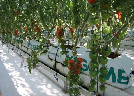Kagome optimizes coco mix to achieve balanced growth