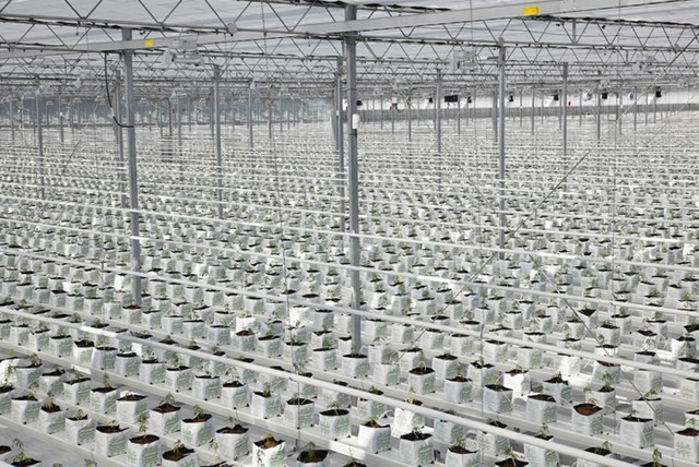 “Expanding our warehouses and our distributing network”