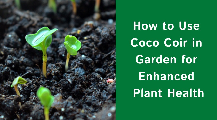 Expert Tips on How to Use Coco Coir for Microgreens