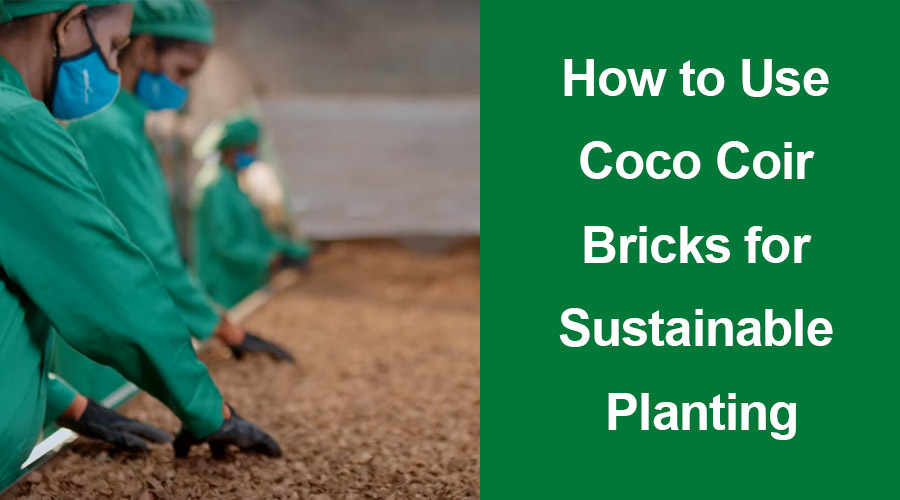 How to Use Coco Coir Bricks for Sustainable Planting